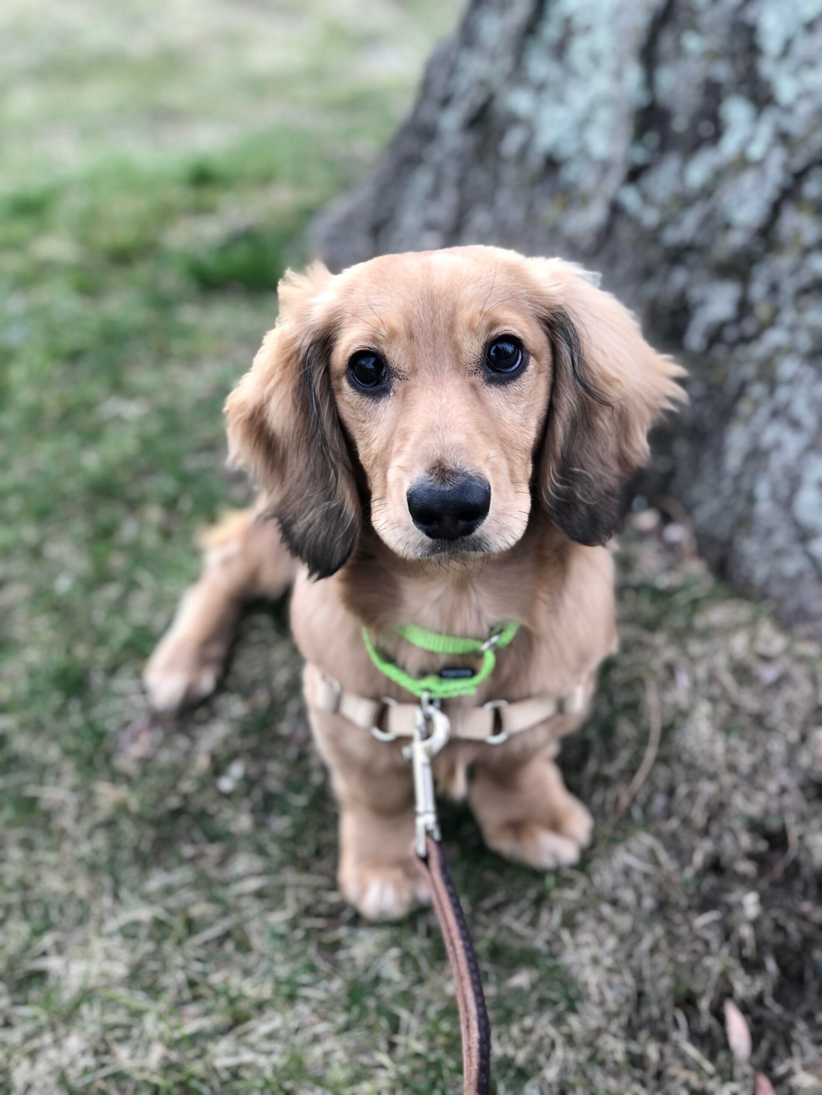 Dachshund puppy on a leash sitting in the grass
