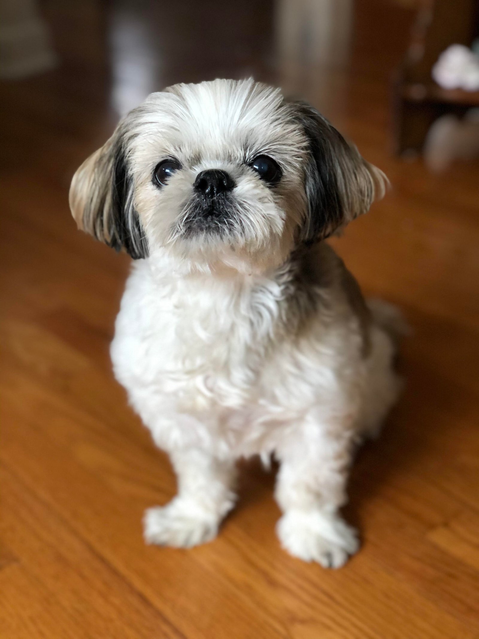 Shih Tzu sitting on a wooden floor