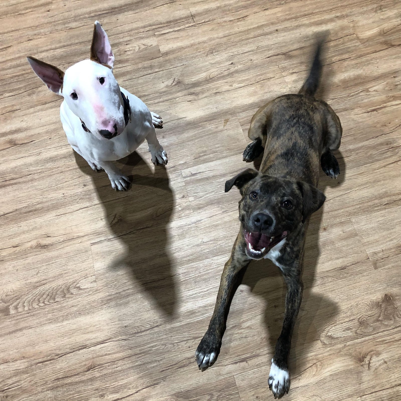 Bull terrier and brindle dog waiting on a wooden floor