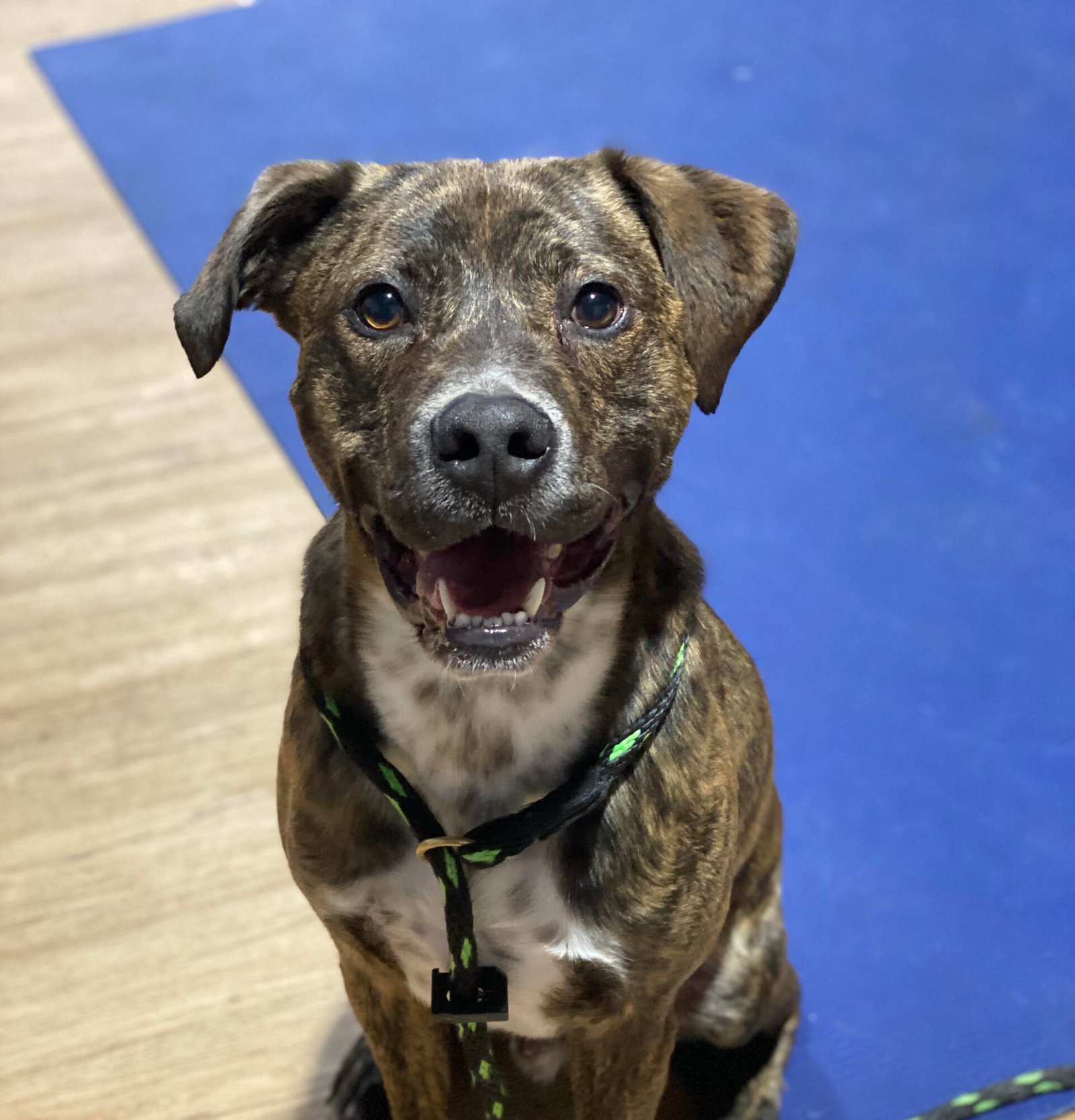 Brindle puppy sitting on a training mat during board and train