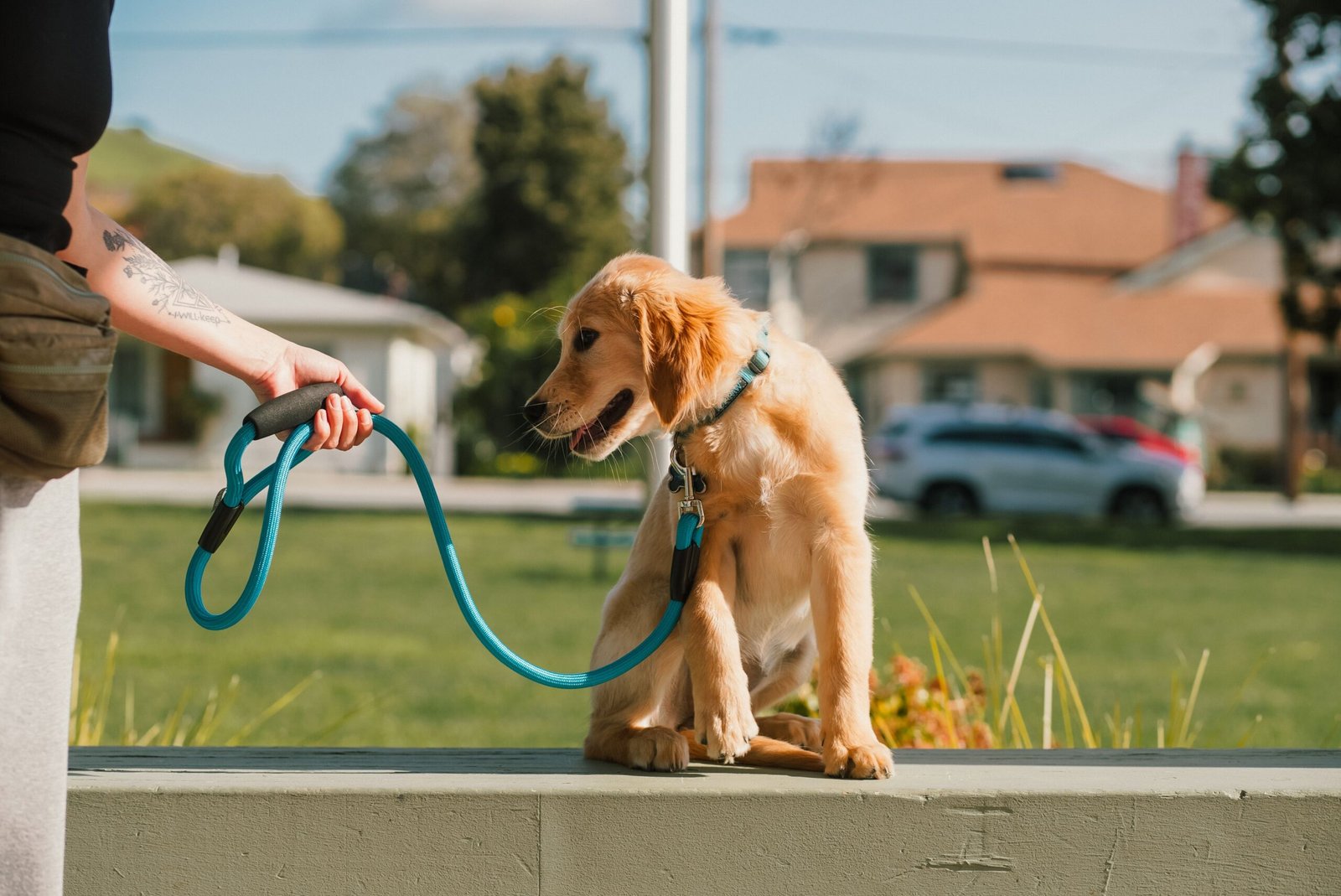 Golden retriever puppy on a leash sitting beside its handler
