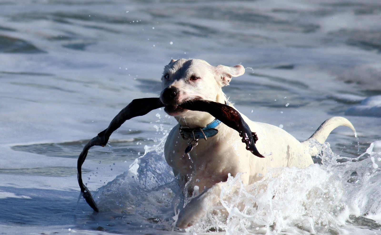 Yellow Lab mix fetching a toy in the water