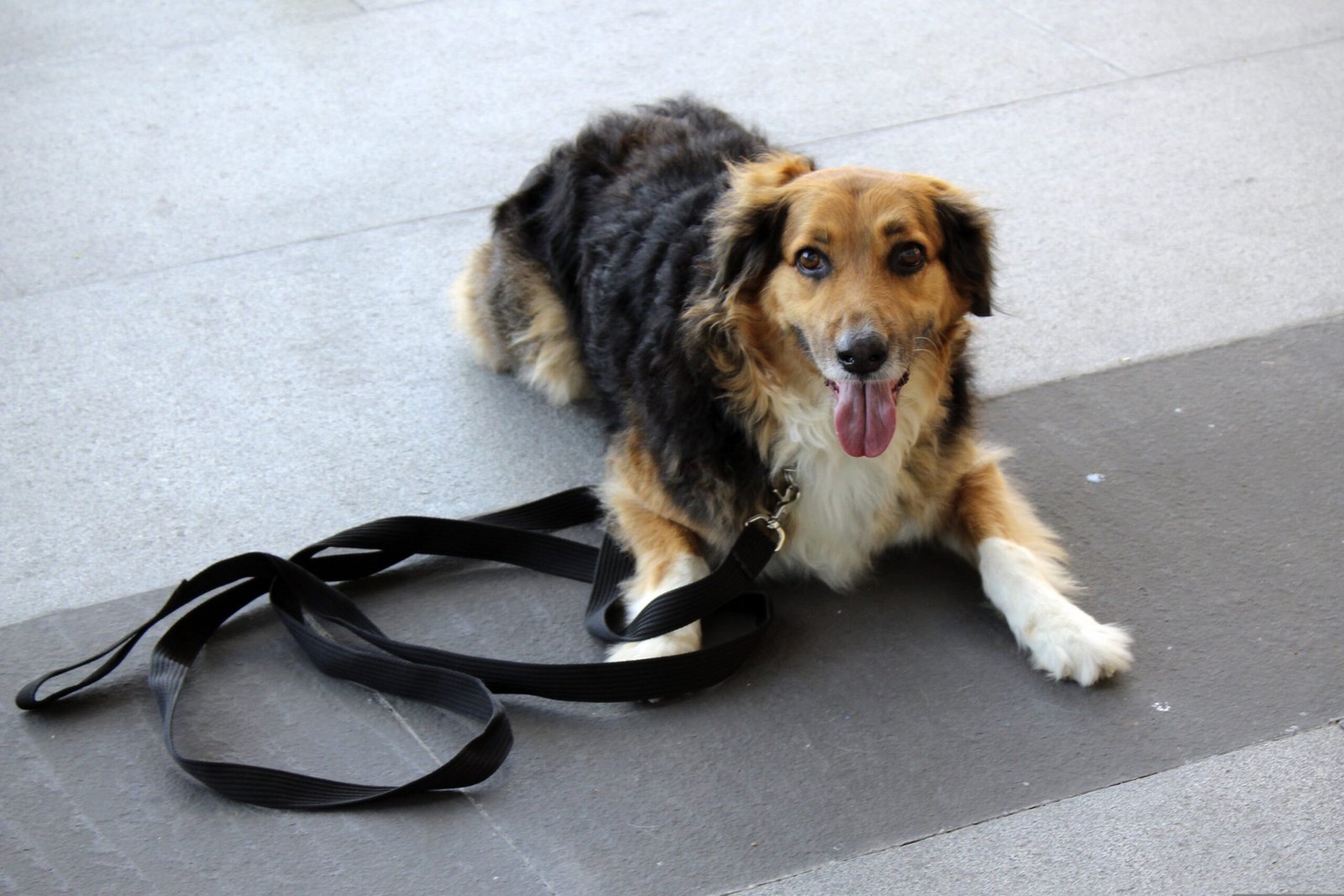 Dog lying calmly on a mat beside its leash