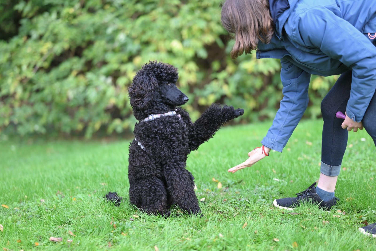 Owner practicing a paw cue with a black standard poodle