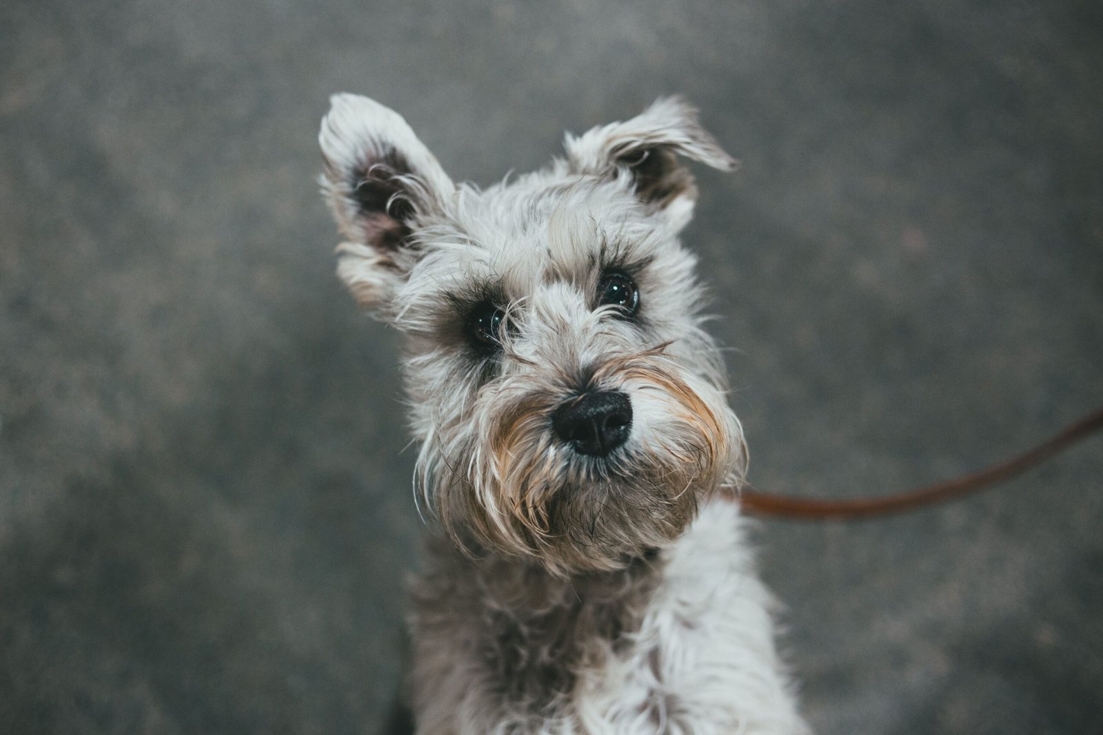 Schnauzer on a leash looking up at its owner