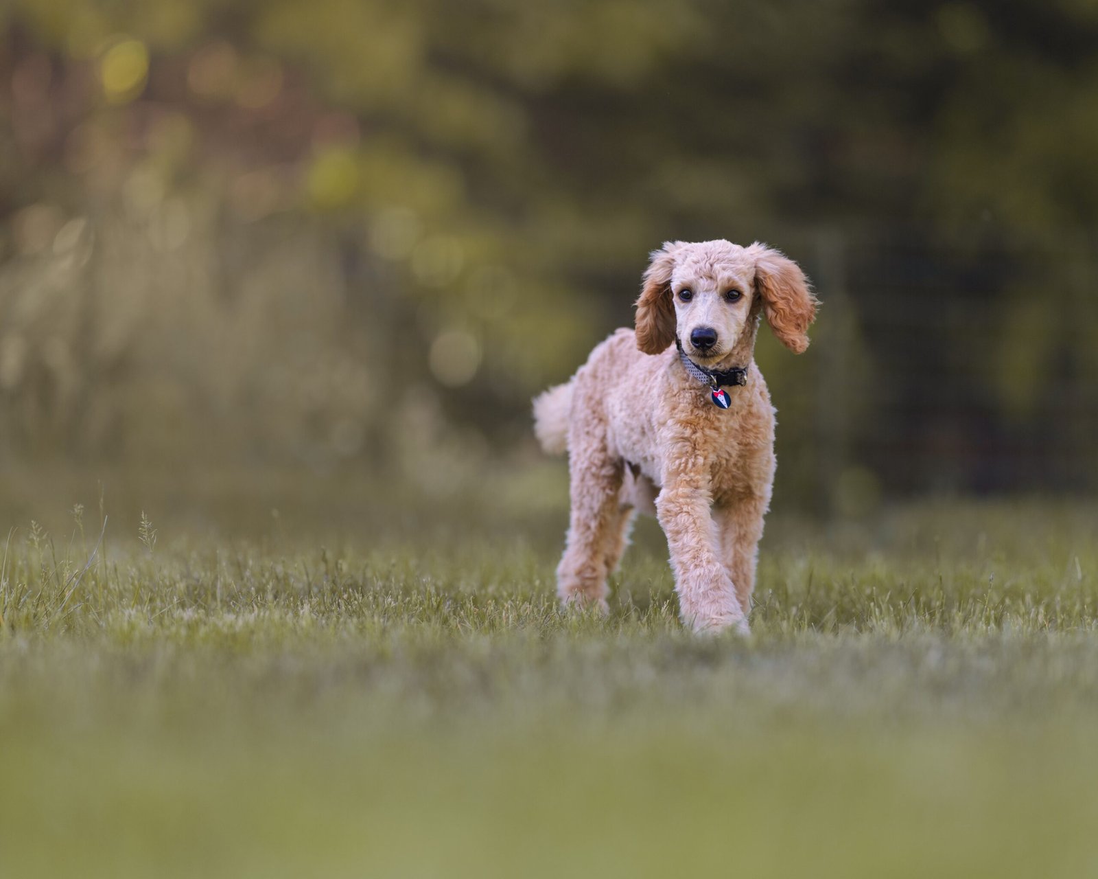 Apricot poodle puppy walking across a lawn