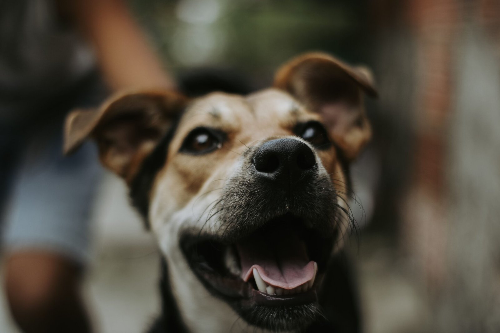 Close-up of a smiling brown and white terrier mix