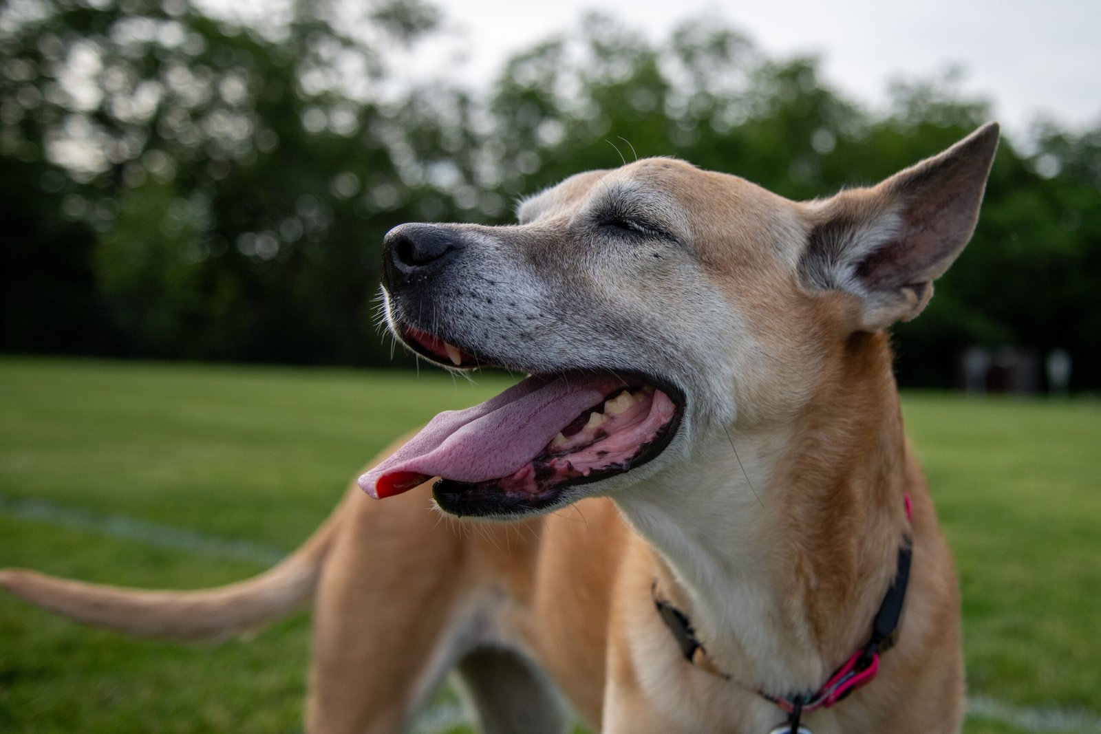 Relaxed senior dog enjoying time outdoors