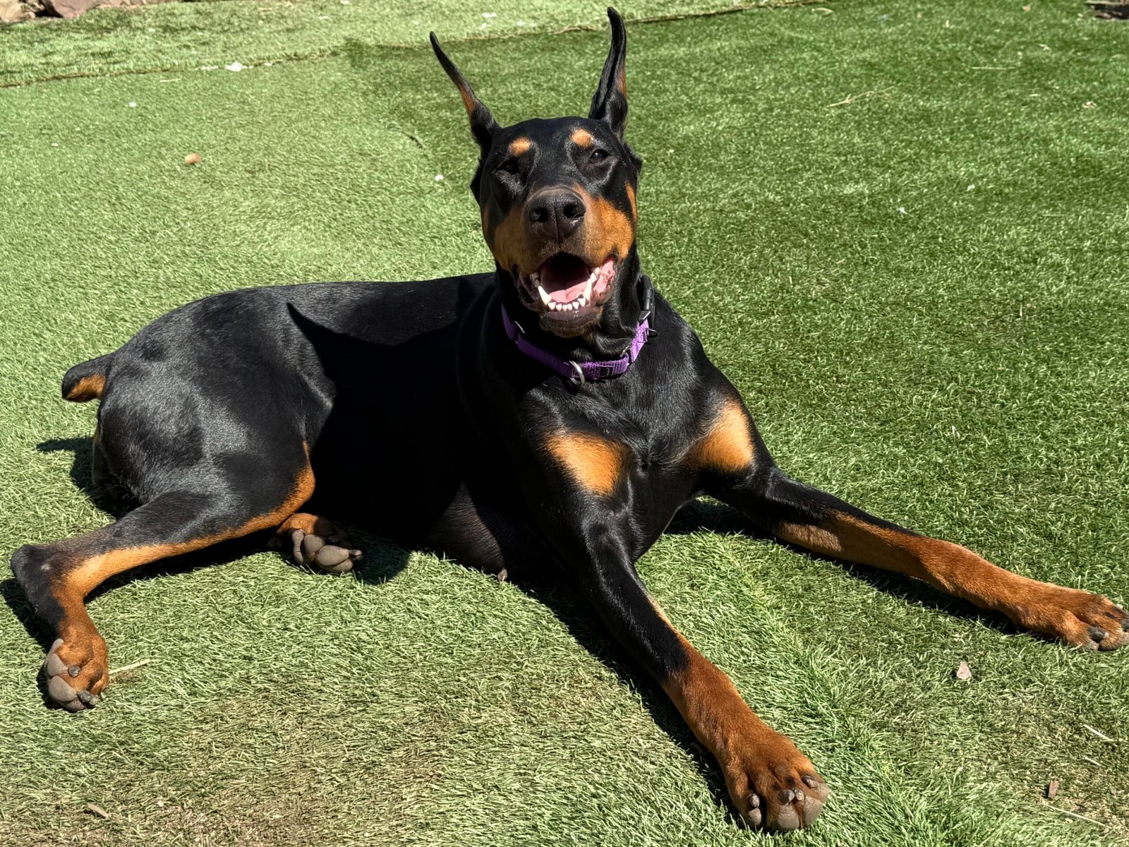 Bridget, a 3-year-old Doberman and Instinct helper dog