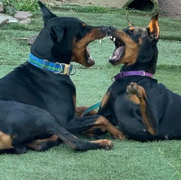 Liam and Bridget, Instinct's Doberman helper dogs, playing on the grass