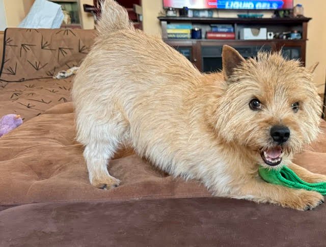 Aidan, a 7-year-old Norwich Terrier and Instinct helper dog