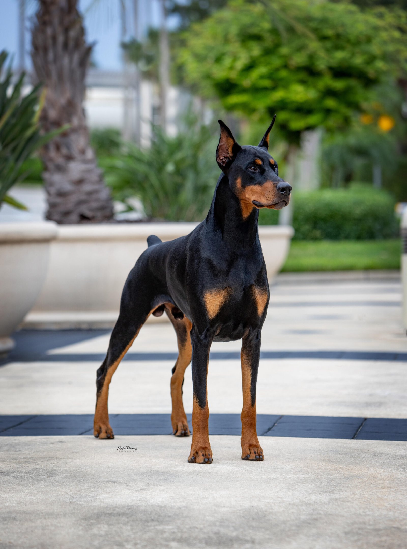 Liam, a 5-year-old Doberman and Instinct helper dog
